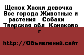 Щенок Хаски девочка - Все города Животные и растения » Собаки   . Тверская обл.,Конаково г.